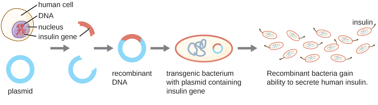 Genetic Engineering of Insulin diagram