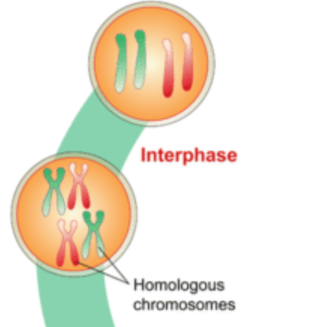 Meiosis stage 1: Interphase