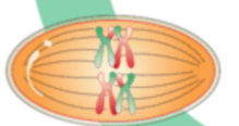 Meiosis stage 2: Pairing up and swapping alleles