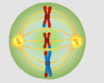 Meiosis stage 3: Lining up in the centre