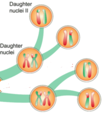 Meiosis stage 5: Second division