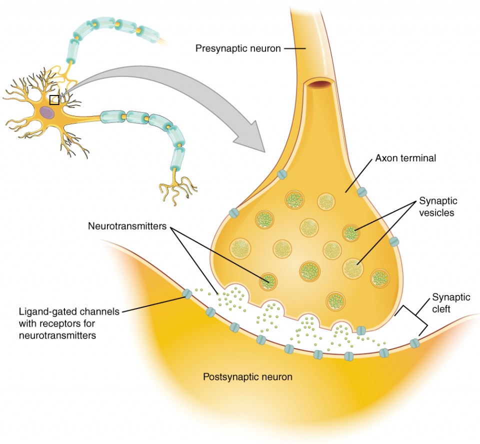 Synapse diagram