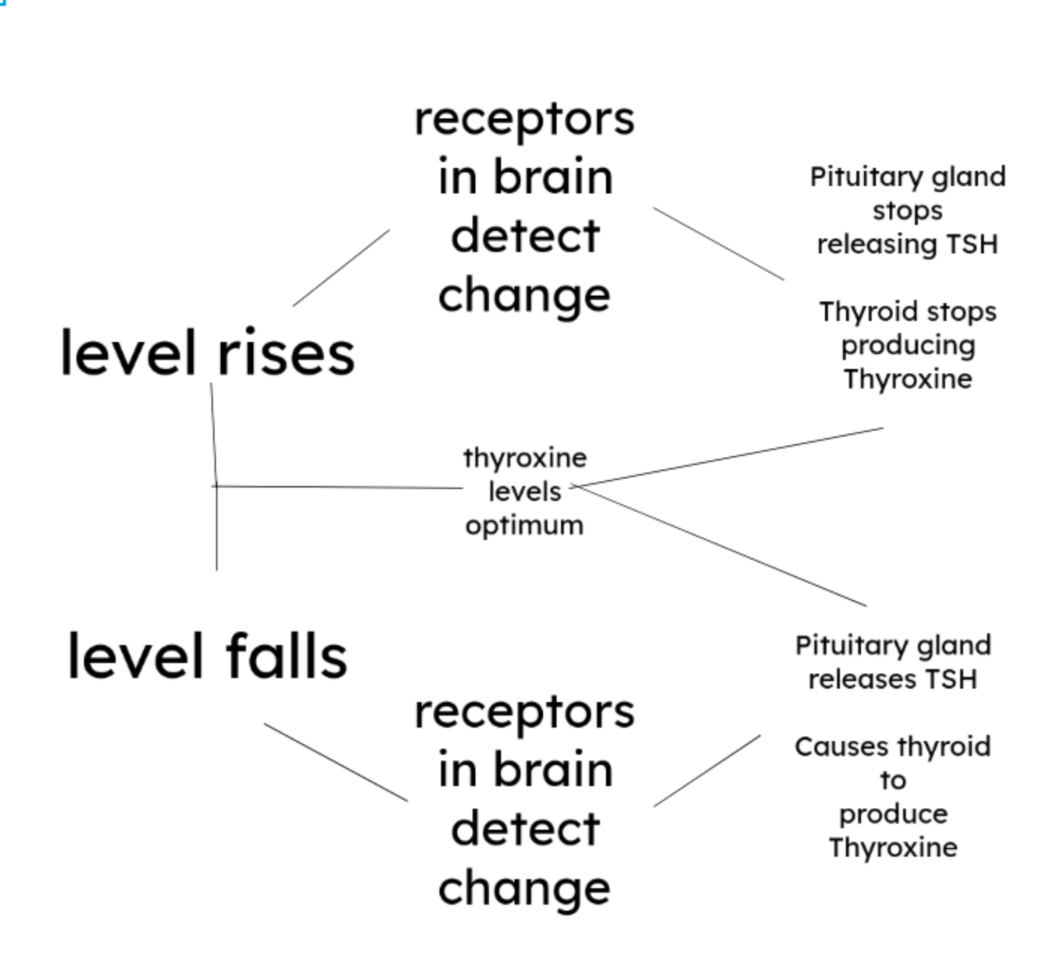 Thyroxine negative feedback diagram